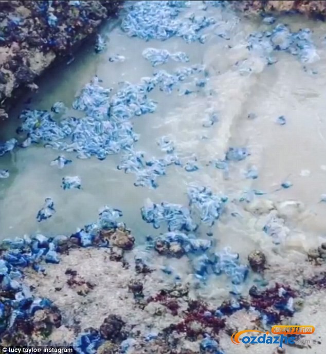 3C6A5F2500000578-0-Bluebottles_have_been_washed_ashore_due_to_winds_and_warm_wat.jpg